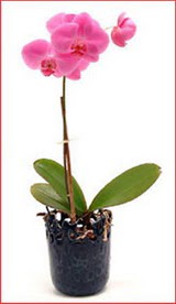 Ankara Dikmen M�rselulu� hediye �i�ek yolla  Phalaenopsis Orchid Plant
