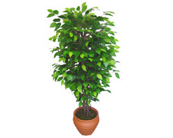 Ficus Benjamin 1,50 cm  ankara �i�ek yolla Dikmen malazgirt �i�ek�i telefonlar� 