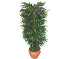 Dikmen ankara �i�ek ma�azas� , �i�ek�i adresleri  �zel Mango 1,75 cm y�ksekliginde