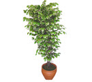 Ficus �zel Starlight 1,75 cm  Dikmen Harbiye ankara �nternetten �i�ek sipari�i 