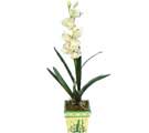 zel Yapay Orkide Beyaz  Ankara Dikmen veler iekiler 