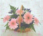 gerbera �i�eklerinde sepet  Dikmen cicek , cicekci 