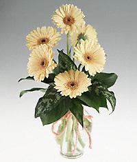 Dikmen �lkad�m �i�ek g�nderme sitemiz g�venlidir  vazo i�erisinde 11 adet gerbera �i�egi