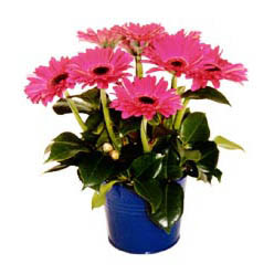 vazo i�erisinde gerbera �i�ekleri  Ankara Dikmen �lker �i�ek yolla , �i�ek g�nder , �i�ek�i  