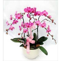 Ankara Dikmen Mrselulu hediye iek yolla  3 adet saksi da orkide - yerli ege cins -