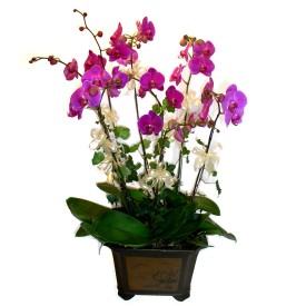 Dikmen Harbiye ankara nternetten iek siparii  4 adet orkide iegi