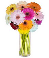 A�a�� Dikmen ankara �i�ek�i telefonlar� yurti�i ve yurtd��� �i�ek sipari�i  Farkli renklerde 15 adet gerbera �i�egi