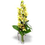 Dikmen Keklikpnar iek siparii vermek  cam vazo ierisinde tek dal canli orkide