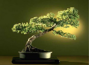 ithal bonsai saksi �i�egi �i�ek�i Dikmen �i�ek servisi , �i�ek�i adresleri 