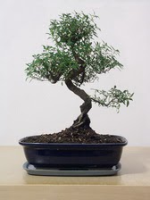 ithal bonsai saksi �i�egi Ankara �i�ek sat��� Dikmen online �i�ek�i , �i�ek sipari�i 