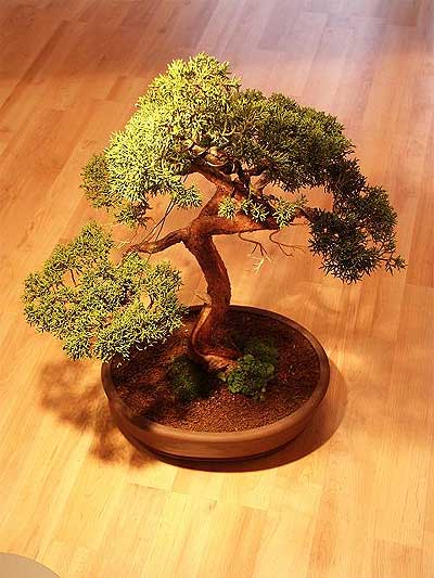 ithal bonsai saksi �i�egi Ankara Dikmen M�rselulu� hediye �i�ek yolla 