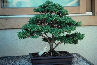 ithal bonsai saksi �i�egi Dikmen ankara �i�ek sipari�i �i�ek g�nderme 