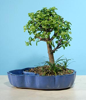 ithal bonsai saksi �i�egi Yukar� Dikmen ankara �i�ekleri g�venli kaliteli h�zl� �i�ek 