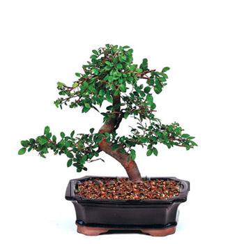 ithal bonsai saksi �i�egi Ankara �i�ek sat��� Dikmen online �i�ek�i , �i�ek sipari�i 