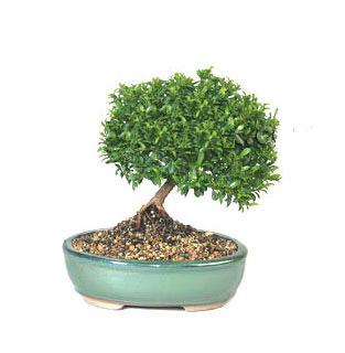 ithal bonsai saksi �i�egi Dikmen �lkad�m �i�ek g�nderme sitemiz g�venlidir 