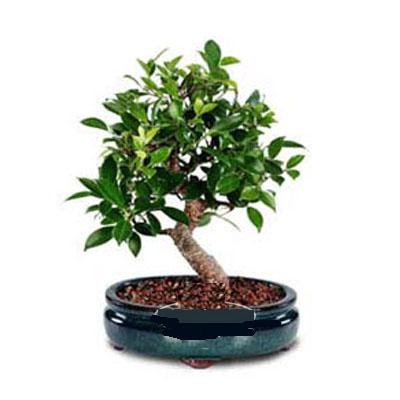 ithal bonsai saksi �i�egi Dikmen ankara �i�ek ma�azas� , �i�ek�i adresleri 