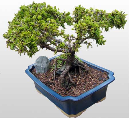 ithal bonsai saksi �i�egi �i�ek�i Dikmen �i�ek servisi , �i�ek�i adresleri 