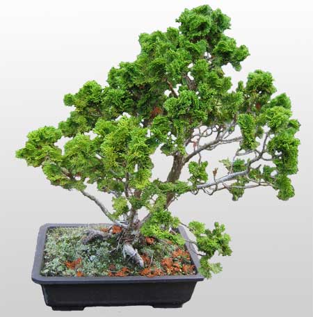 ithal bonsai saksi �i�egi Dikmen Keklikp�nar� �i�ek sipari�i vermek 