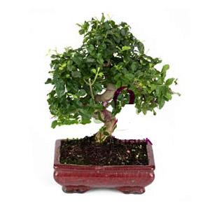 ithal bonsai saksi �i�egi ankara �i�ek yolla Dikmen malazgirt �i�ek�i telefonlar� 