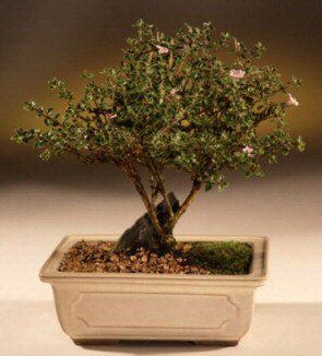 ithal bonsai saksi �i�egi Ankara Dikmen M�rselulu� hediye �i�ek yolla 