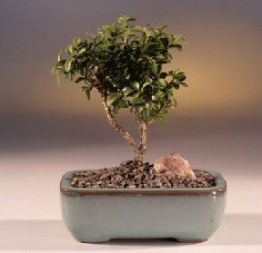 Dikmen cicek , cicekci  ithal bonsai saksi iegi Ankara Dikmen kaliteli taze ve ucuz iekler 