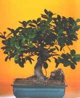Dikmen Ankara �i�ek g�nder uluslararas� �i�ek g�nderme  ithal bonsai saksi �i�egi A�a�� Dikmen ankara �i�ek�i telefonlar� yurti�i ve yurtd��� �i�ek sipari�i 