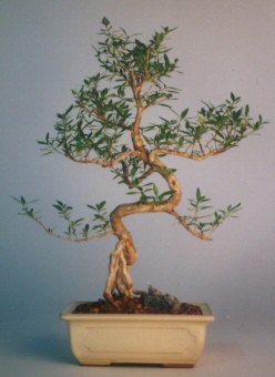 Ankara Dikmen 14 �ubat sevgililer g�n� �i�ek  ithal bonsai saksi �i�egi Ankara �i�ek sat��� Dikmen online �i�ek�i , �i�ek sipari�i 