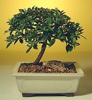Dikmen Akp�nar Ankara  hediye sevgilime hediye �i�ek  ithal bonsai saksi �i�egi Dikmen Harbiye ankara �nternetten �i�ek sipari�i 