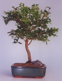 Dikmen Akp�nar Ankara  hediye sevgilime hediye �i�ek  ithal bonsai saksi �i�egi ankara �i�ek yolla Dikmen malazgirt �i�ek�i telefonlar� 