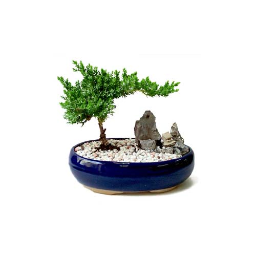 ithal bonsai saksi iegi Ankara Dikmen cicekciler , cicek siparisi 