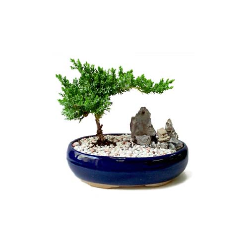 ithal bonsai saksi �i�egi Ankara Dikmen cicekciler , cicek siparisi 