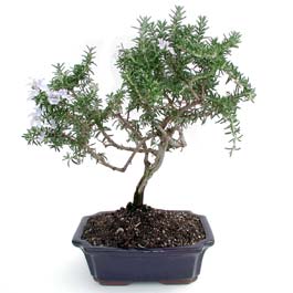 ithal bonsai saksi �i�egi Dikmen Ankara �i�ek g�nder uluslararas� �i�ek g�nderme 