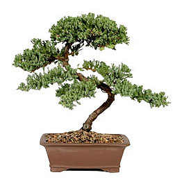 ithal bonsai saksi iegi Ankara Dikmen Osmantemiz online iek gnderme sipari 