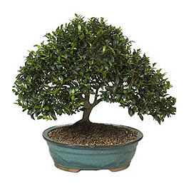 Dikmen Akp�nar Ankara  hediye sevgilime hediye �i�ek  ithal bonsai saksi �i�egi Ankara Dikmen Osmantemiz online �i�ek g�nderme sipari� 