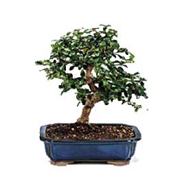 Ankara Dikmen �i�ek yolla  ithal bonsai saksi �i�egi Dikmen ankara �i�ek sipari�i �i�ek g�nderme 