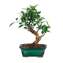 Dikmen ankara �i�ek ma�azas� , �i�ek�i adresleri  ithal bonsai saksi �i�egi Dikmen Metin Akku� �i�ek sat��� , �i�ek�i , �i�ek�ilik 