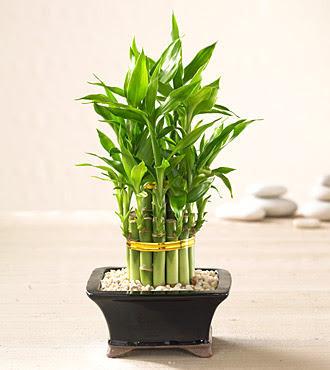 Lucky Bamboo saksi �i�egi Ankara Dikmen kaliteli taze ve ucuz �i�ekler 