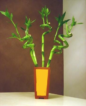 Lucky Bamboo 5 adet vazo i�erisinde Ankara Dikmen kaliteli taze ve ucuz �i�ekler 