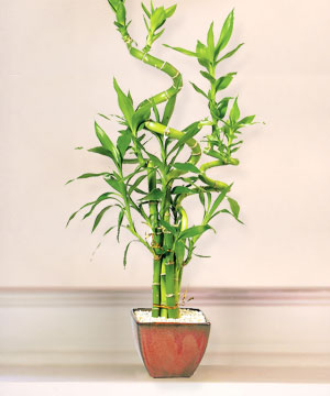 Lucky Bamboo sans melegi �i�egi Ankara Dikmen �lker �i�ek yolla , �i�ek g�nder , �i�ek�i  
