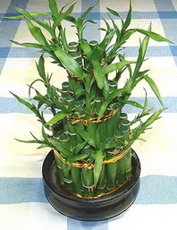 Lucky Bamboo sans melegi �i�egi Yukar� Dikmen ankara �i�ekleri g�venli kaliteli h�zl� �i�ek 