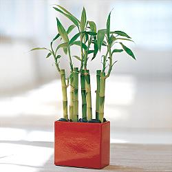 Lucky Bamboo sans melegi �i�egi Dikmen sokullu ankara internetten �i�ek sat��� 