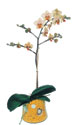 Ankara Dikmen �lker �i�ek yolla , �i�ek g�nder , �i�ek�i   Phalaenopsis Orkide ithal kalite