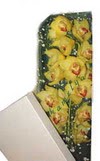 Ankara Dikmen cicekciler , cicek siparisi  Kutu i�erisine dal cymbidium orkide