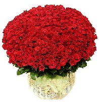 501 adet k�rm�z� g�l aranjman� Ankara Dikmen �lker �i�ek yolla , �i�ek g�nder , �i�ek�i  