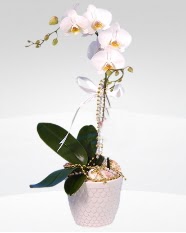 1 dall orkide saks iei Ankara Dikmen veler iekiler 