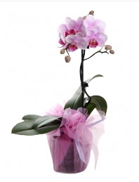 1 dal pembe orkide saks� �i�e�i Dikmen Naci�ak�r �i�ek�i ma�azas� 