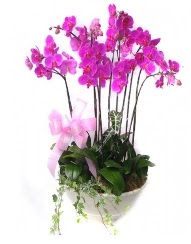 9 dal orkide saks iei Ankara Dikmen iek siparii sitesi 