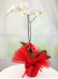 1 dal beyaz orkide saks iei Dikmen sokullu ankara internetten iek sat 