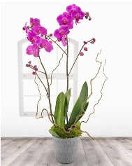 2 dall mor orkide saks iei Dikmen Akpnar Ankara  hediye sevgilime hediye iek 