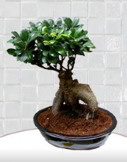 saks� �i�e�i japon a�ac� bonsai Dikmen Naci�ak�r �i�ek�i ma�azas� 